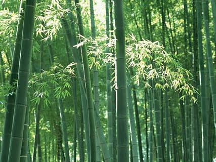 供应广西毛竹02径至08径楠竹销售部